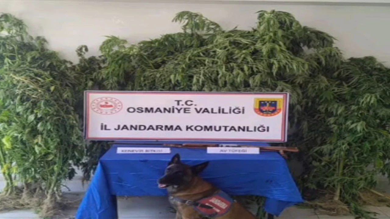 Sumbas’ta Uyuşturucu Operasyonu: 58 Kök Kenevir