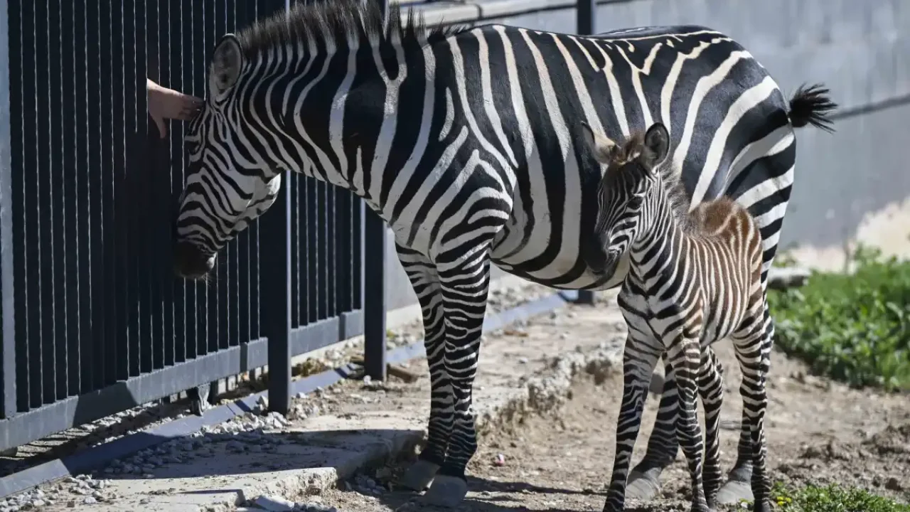 Başkentin Doğal Yaşam Parkı'nda Yeni Zebra Heyecanı