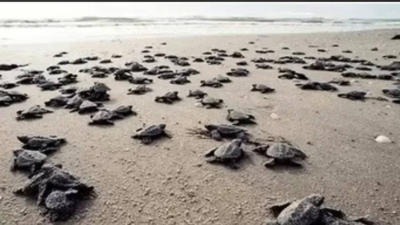 Caretta caretta yavruları Antalya'da denizle buluştu