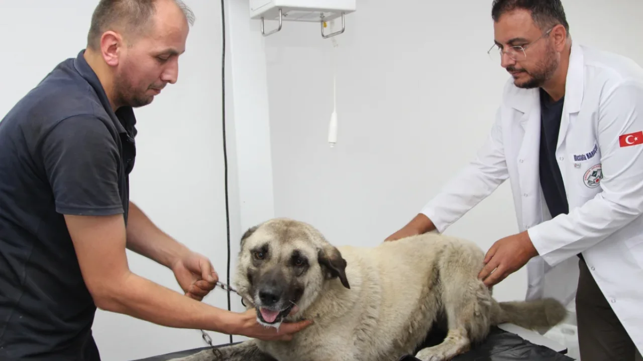 Giresun'da vahşice ezilen can dost hayata döndürüldü