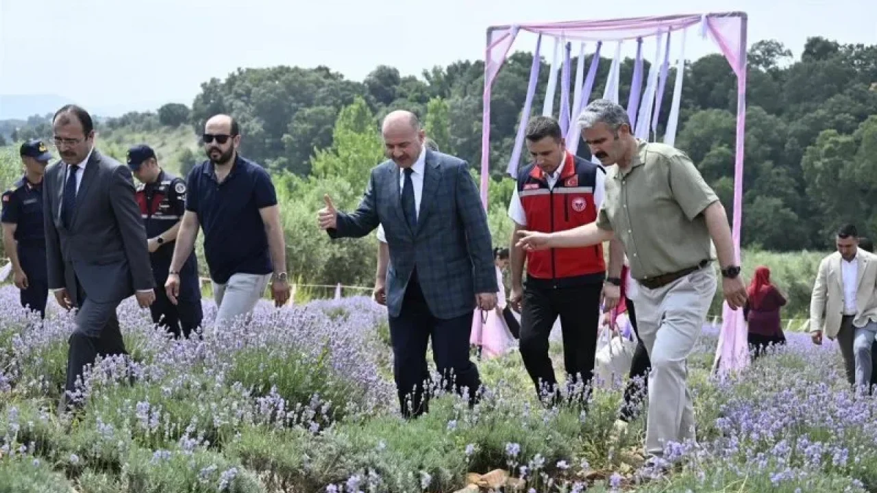 Kadirli’de Lavanta Bahçeleri Ziyaretçi Akınına Uğradı