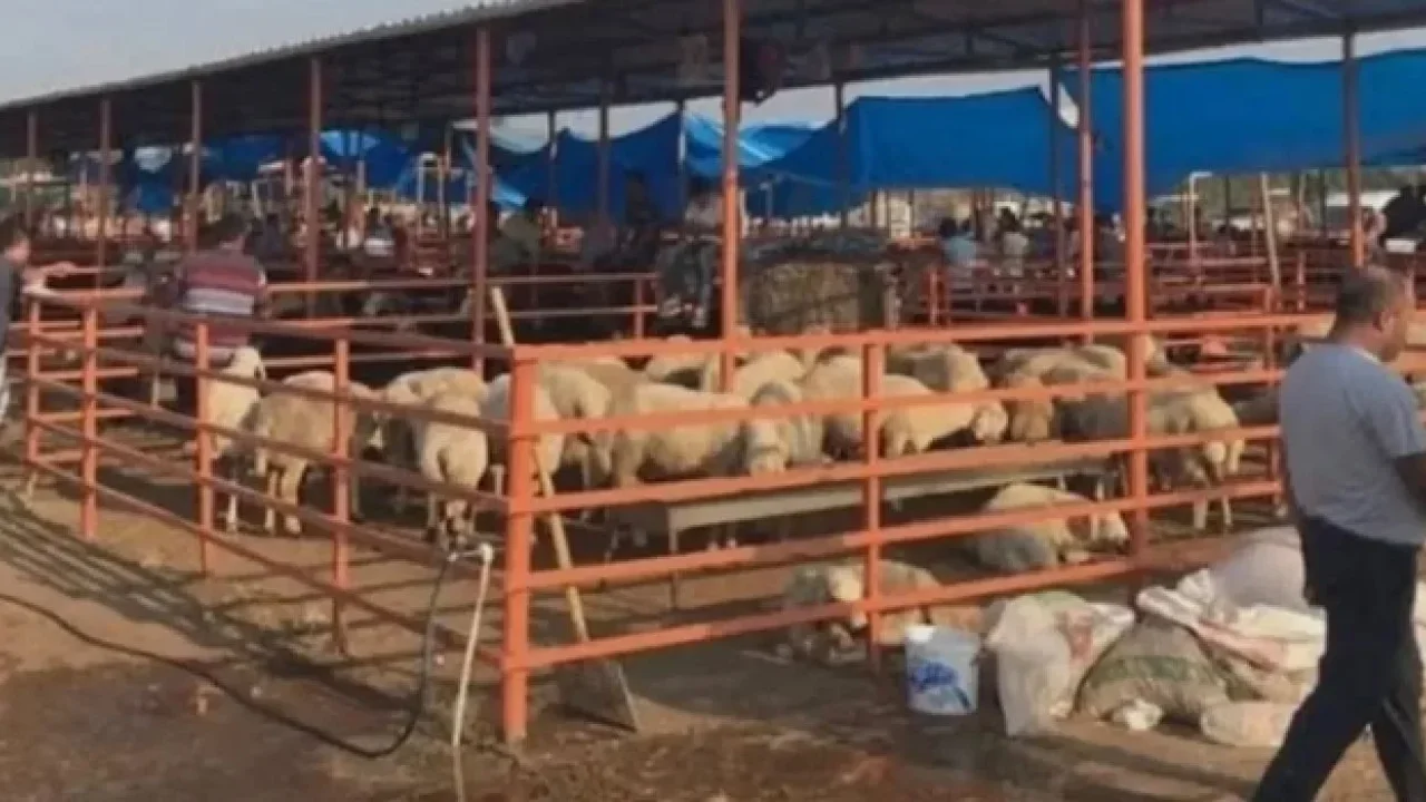 Kadirli’de Şap Karantinası Sona Erdi