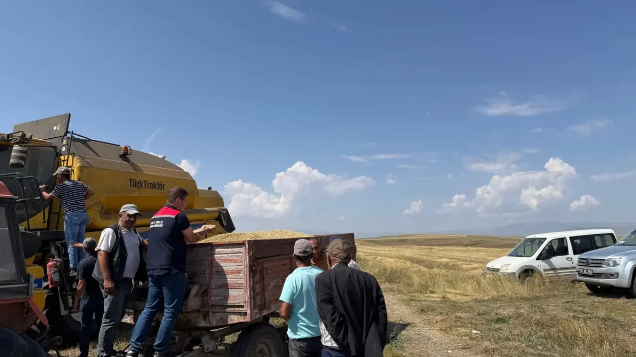 Kars'ta Ata tohumu kavılca'da hasat bereketi