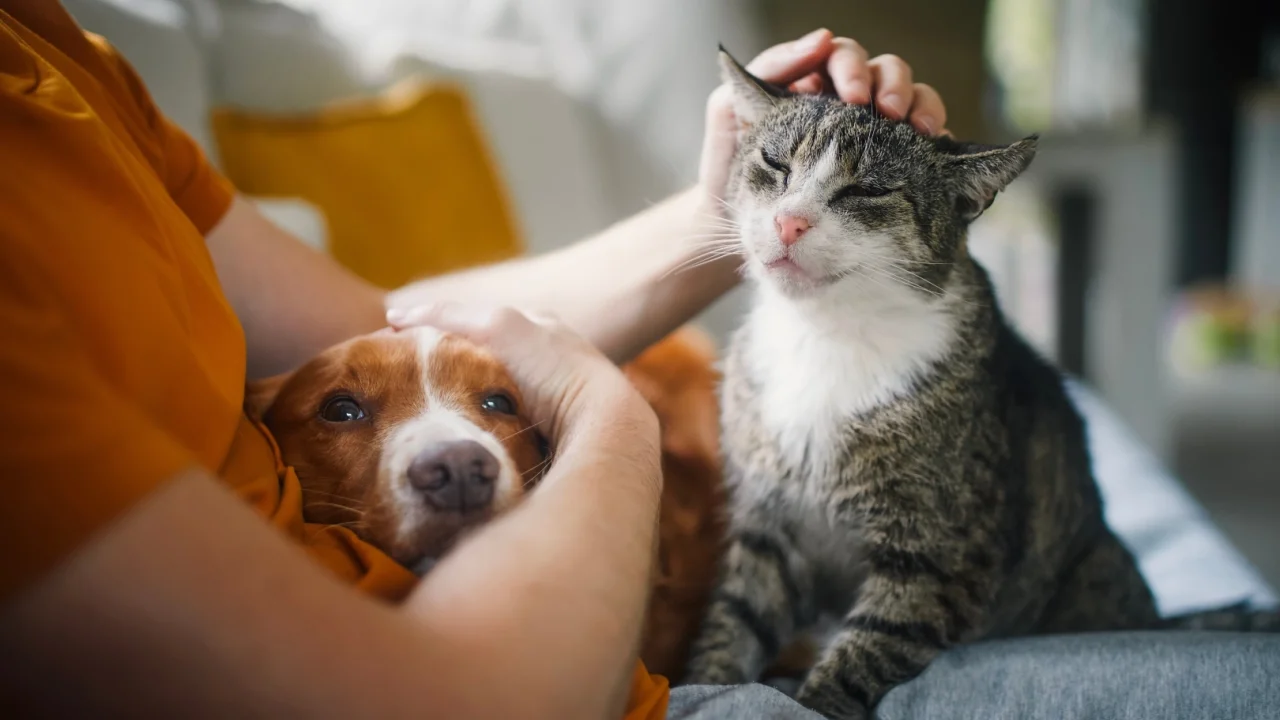 Kedi ve Köpek Bakımında Yeni Yaz Rutini
