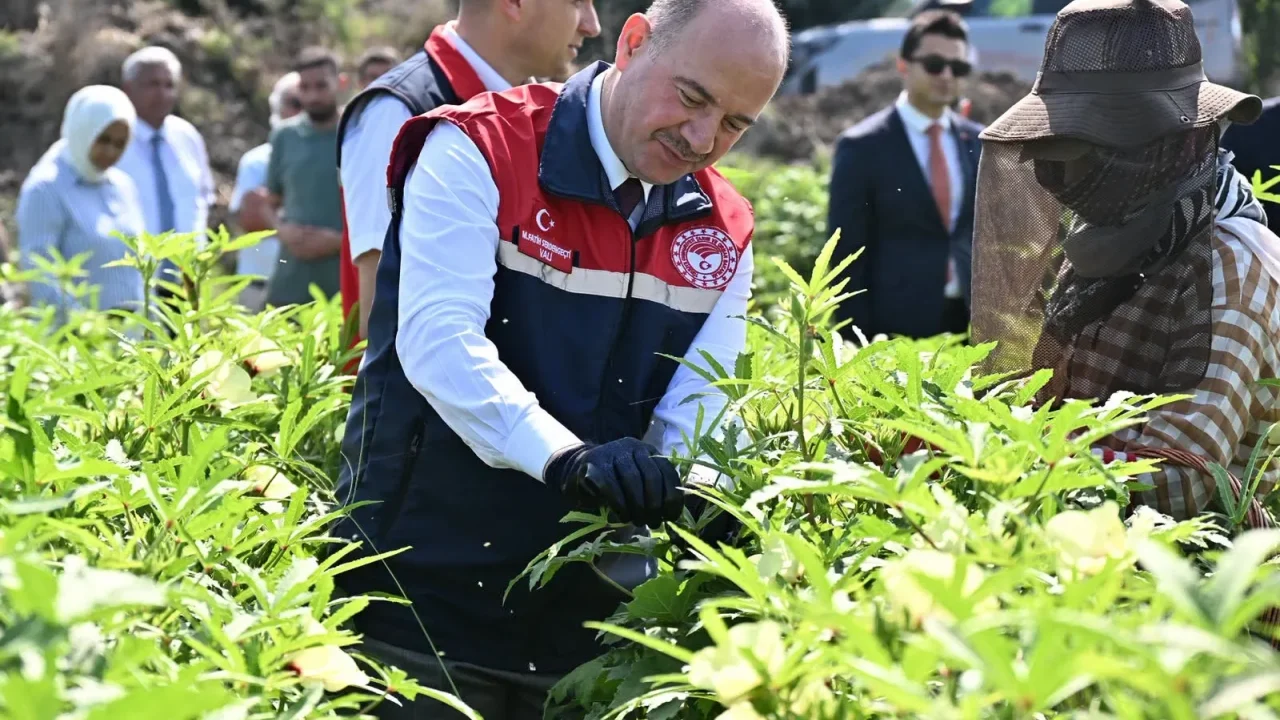 Osmaniye Bamya Üretiminde Zirvedeki Yerini Korudu