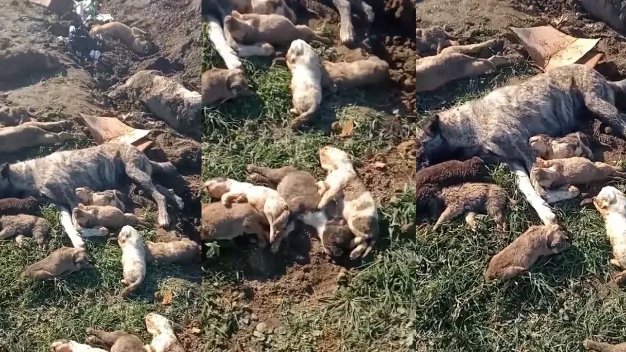 Osmaniye’de Köpek Katliamı İddiası Şok Etti