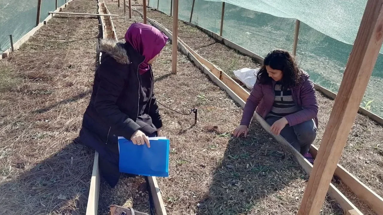 Osmaniye’de Salep Üretimine Yoğun İlgi