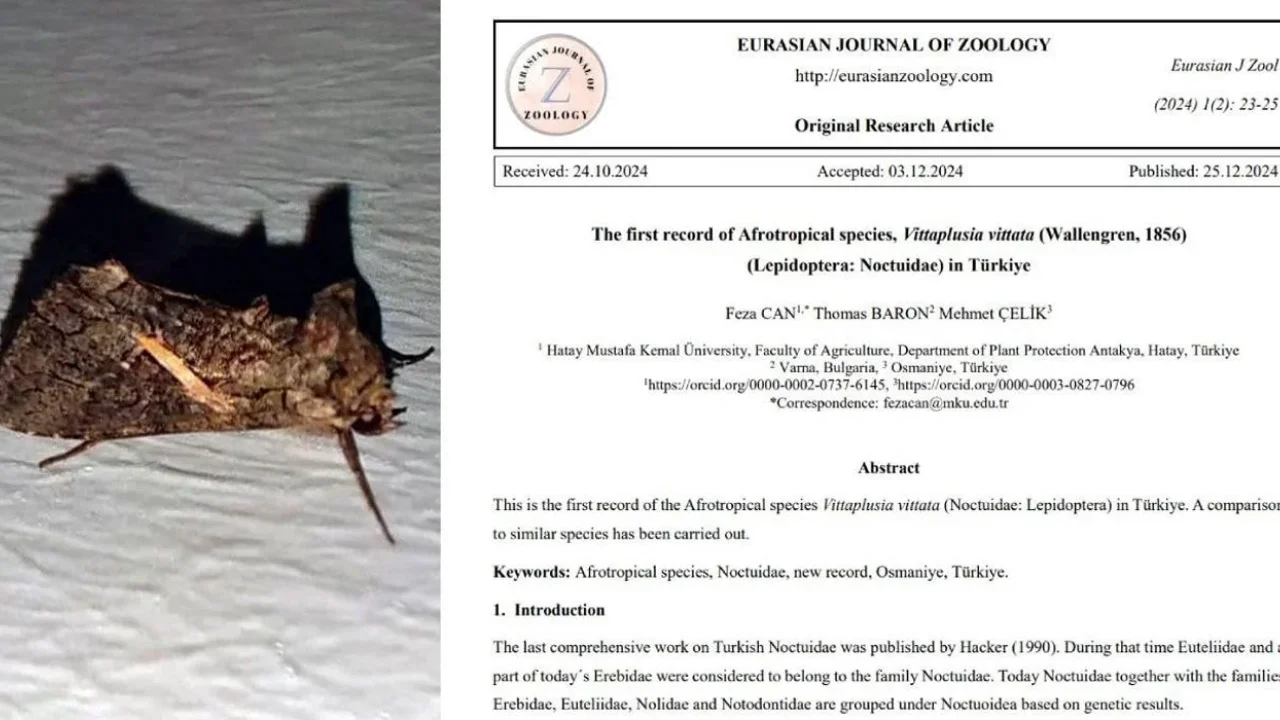 Osmaniye’de Yeni Bir Güve Türü Keşfi: Vittaplusia Vittata