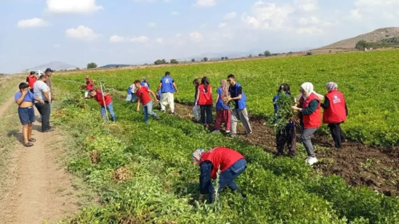 Osmaniye’de Yer Fıstığı Hasadı Gençlerle Başladı
