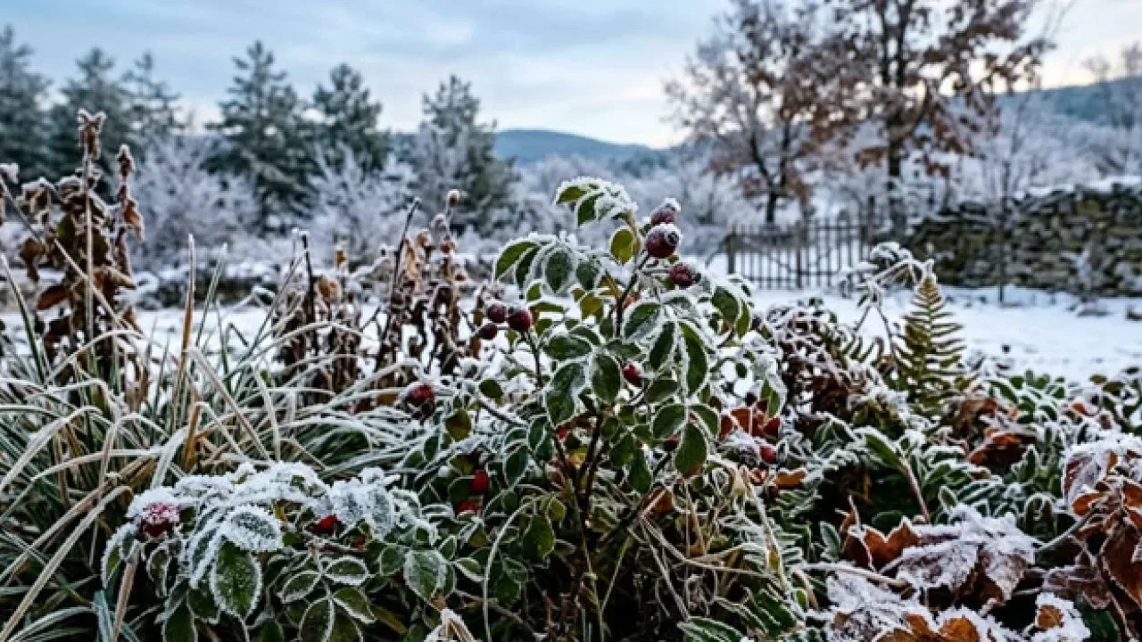 Osmaniye’de Zirai Don Alarmı Verildi