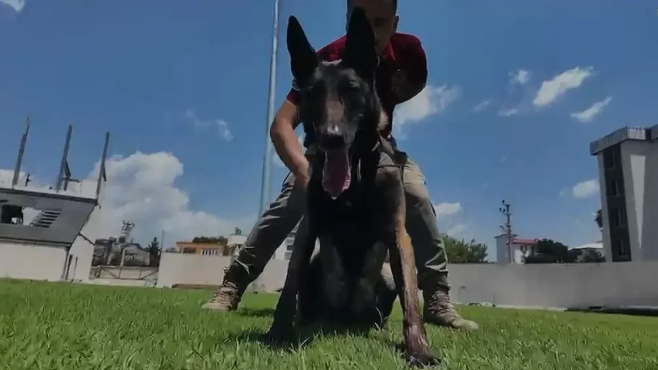 Osmaniye'nin Narkotik Köpeği JARDİ Türkiye Birincisi