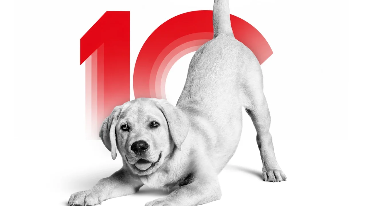 Royal Canın Türkiye 10. Yaşını Kutluyor
