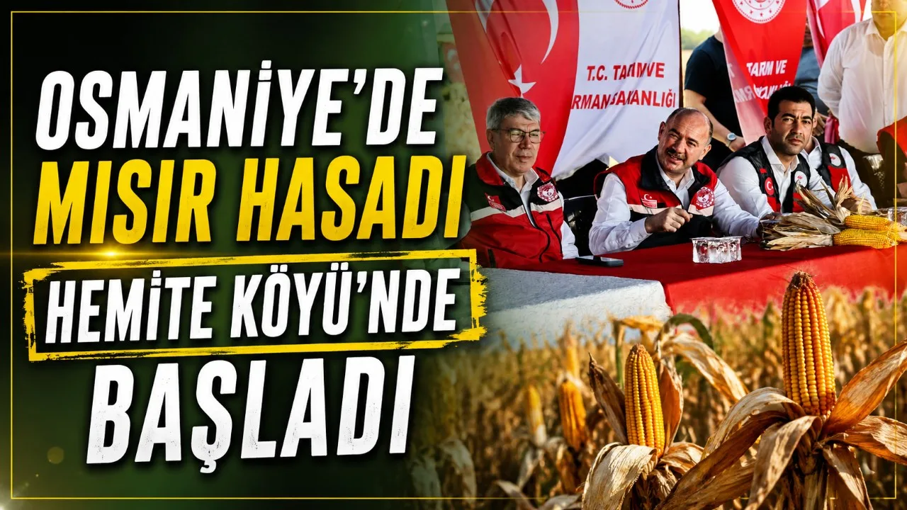 Osmaniye’de Mısır Hasadı Hemite Köyü’nde Başladı