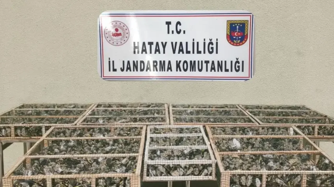 Saka kuşları özgürlüğe kanat çırptı