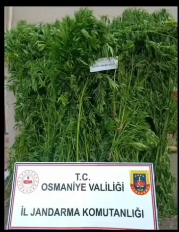 Sumbas'ta Uyuşturucuyla Mücadele Aralıksız Sürüyor