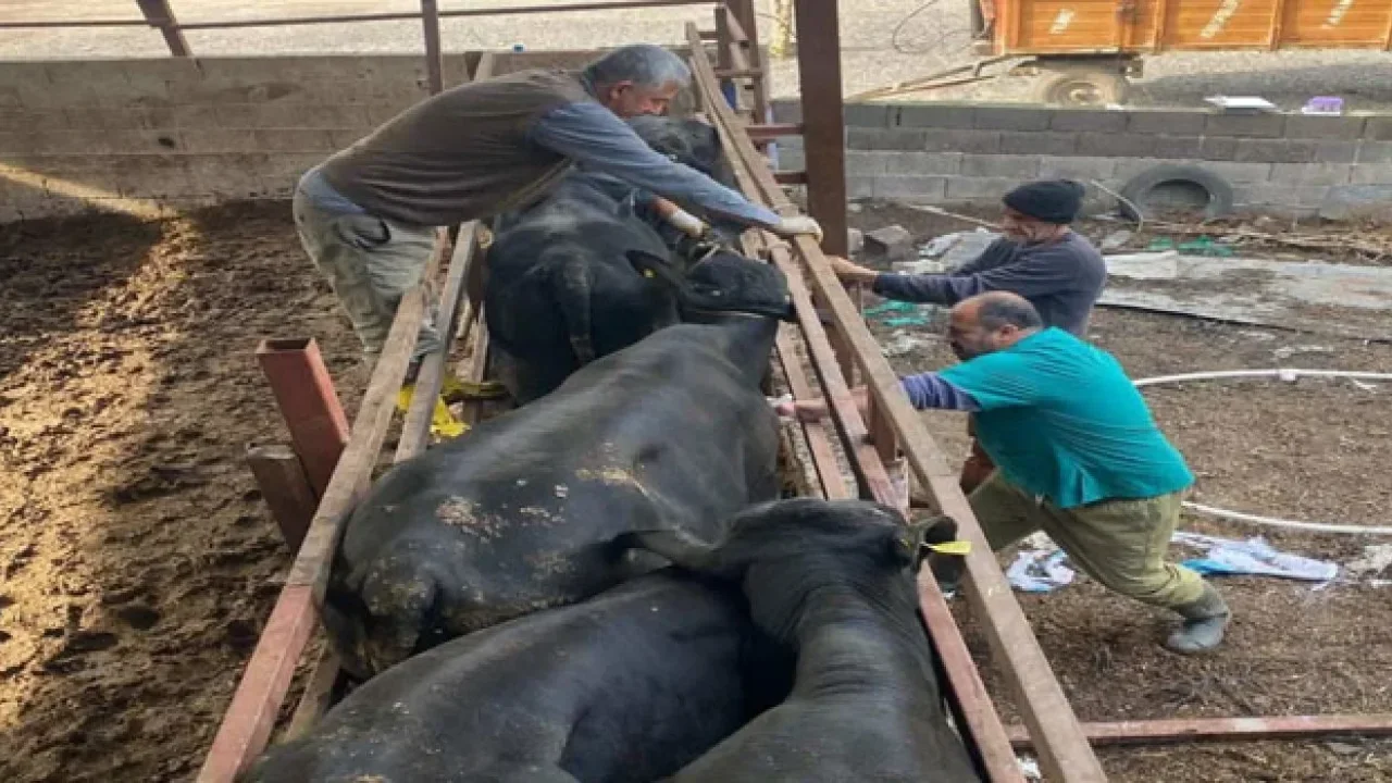 Toprakkale’de Sonbahar Aşıları Tamamlandı