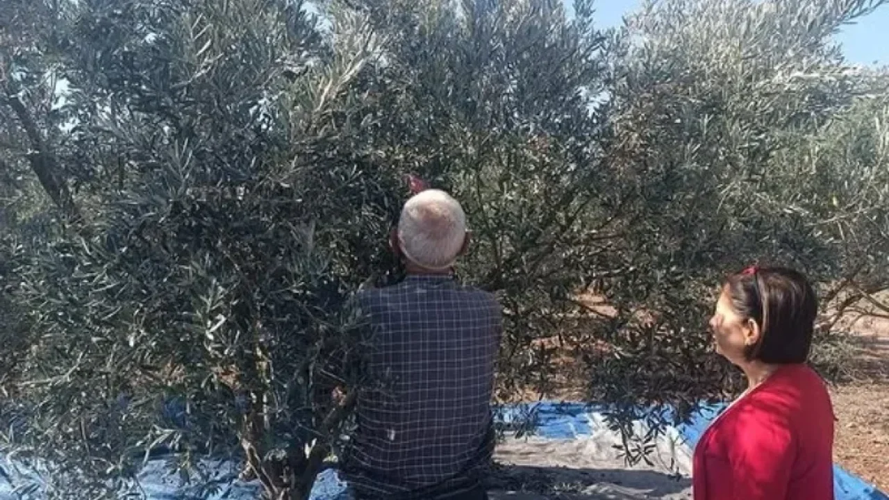 Toprakkale’de Zeytin Hasadı Bereketle Sürüyor