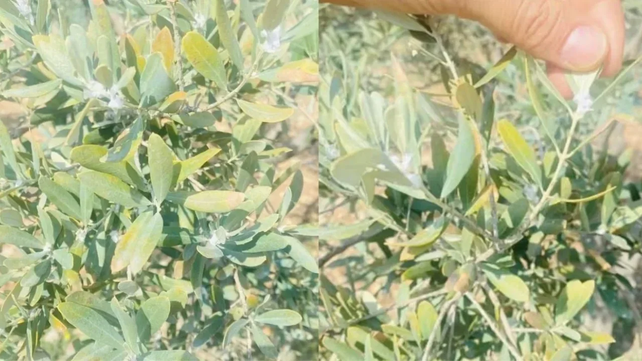 Zeytin Ağaçlarında Pamuklu Bit Görüldü, Yetkililer Uyardı