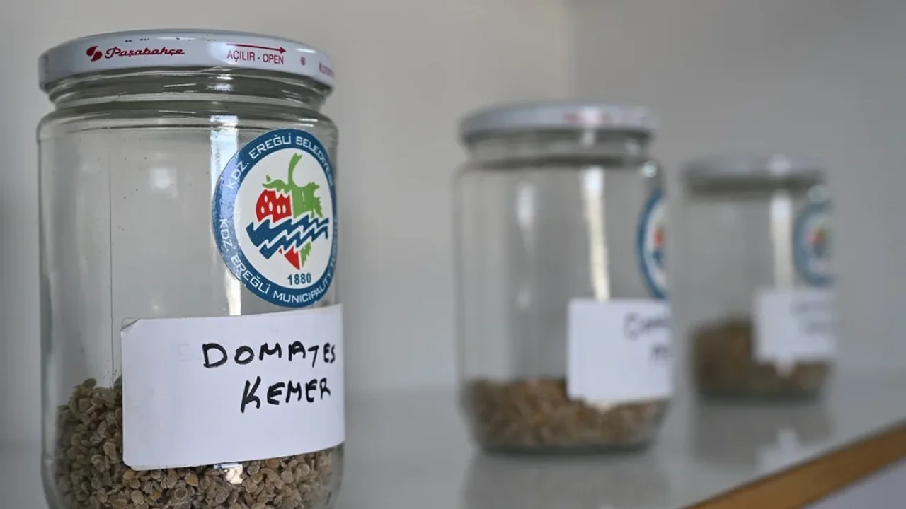 Ata Tohum projesi, katlanarak yürüyor