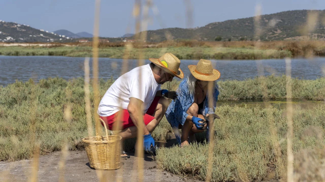 Bodrum’da Deniz Börülcesi Hasadı Sofraya Taşındı