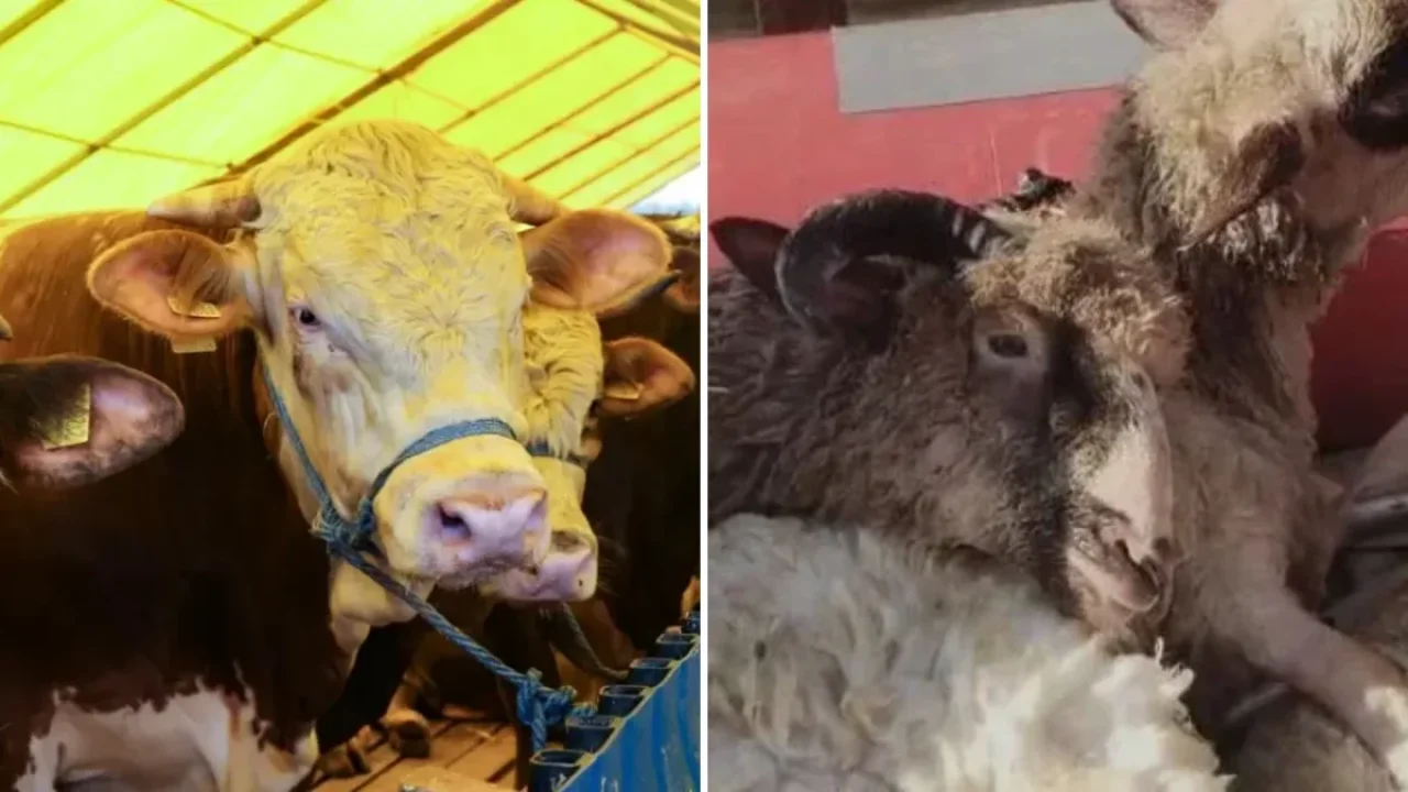 Büyükbaş hayvan varlığı yılın ilk yarısında arttı