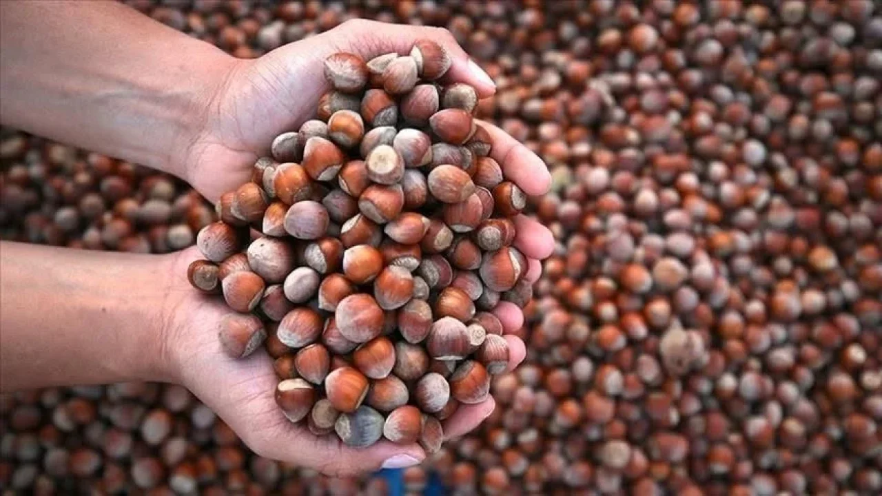 Fındık fiyatları serbest piyasada 185 liraya geriledi