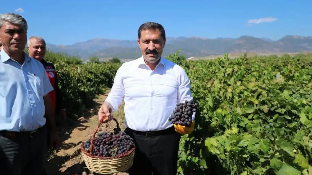 Hatay'da 85 bin ton üzüm rekoltesi bekleniyor