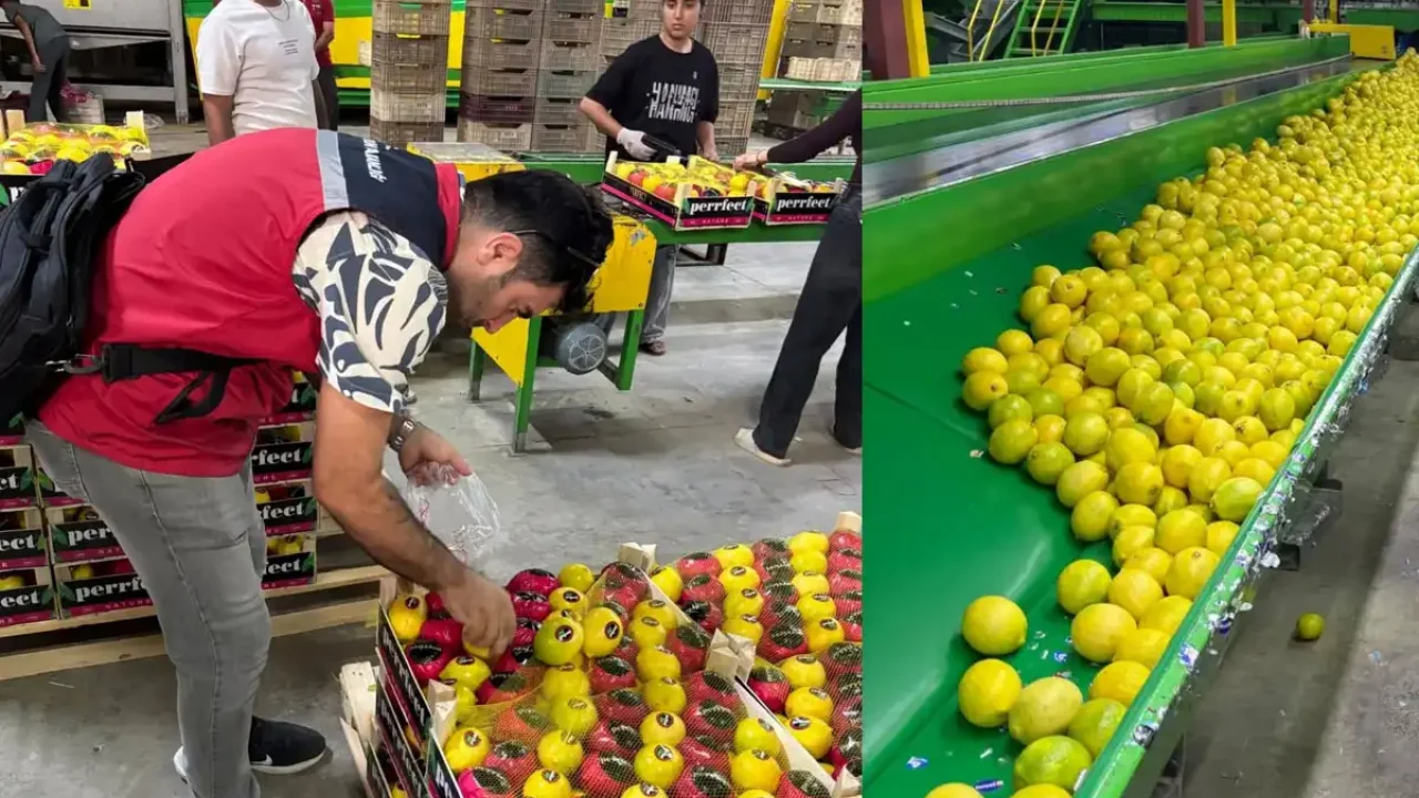 Hatay’da ihracatlık limonlara pestisit denetimi