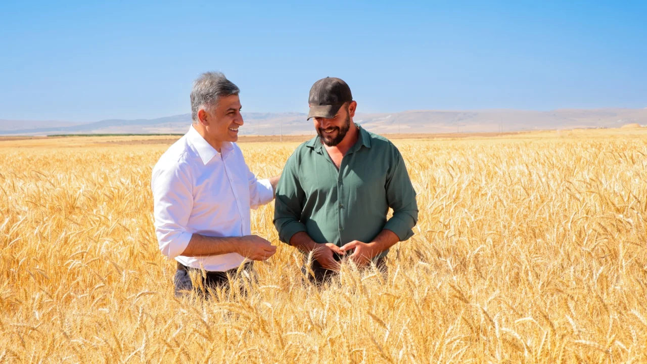 Kanatlı Buğdayı projesinde ilk tohumluk hasat başladı