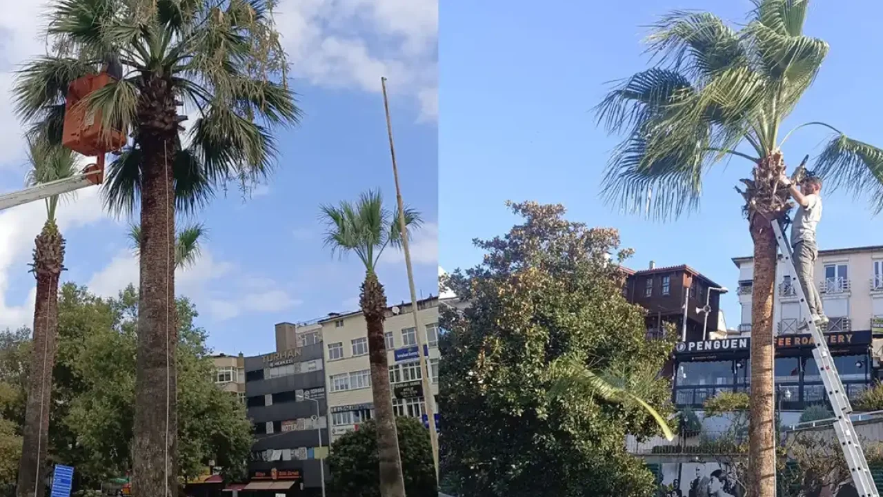 Kdz. Ereğli sahilindeki palmiyeler bakıma alındı