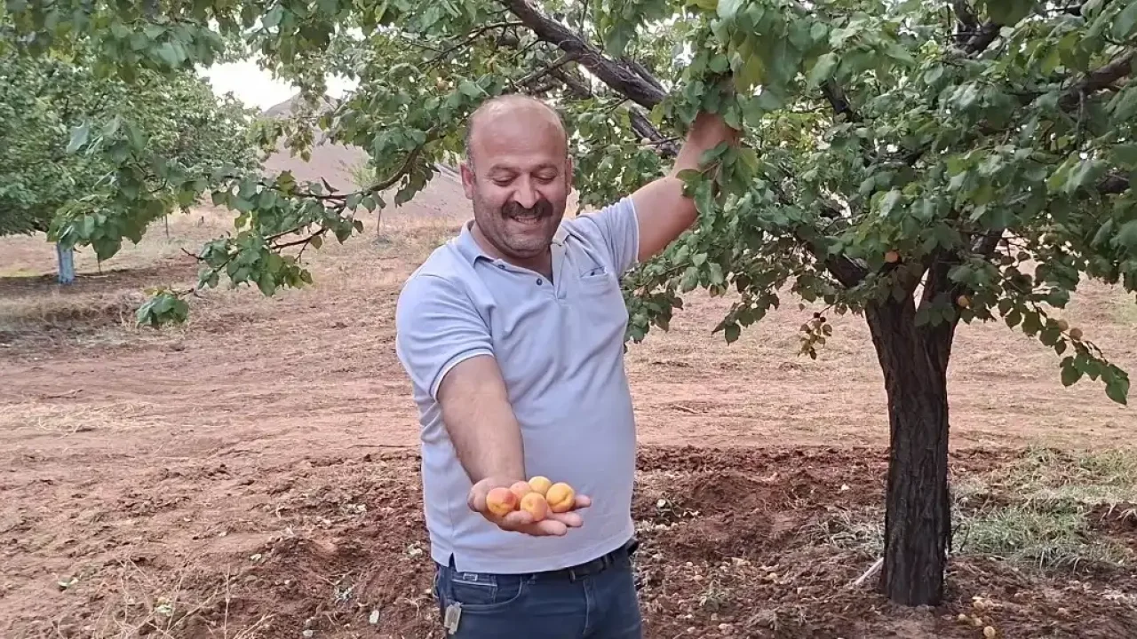Malatya’da eylül sonunda kayısı hasadı