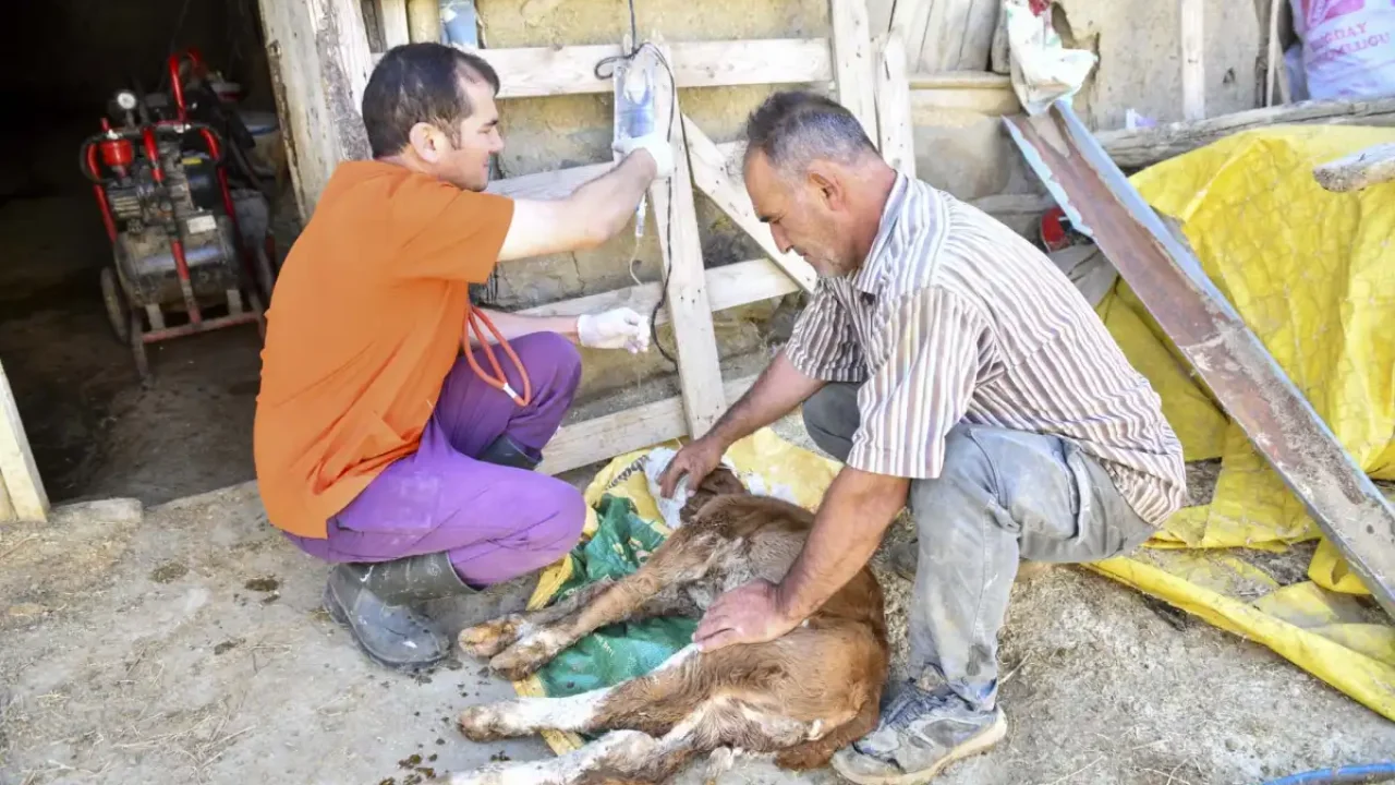 Veterinerlik hizmeti desteğiyle 2 bin üretici rahatladı
