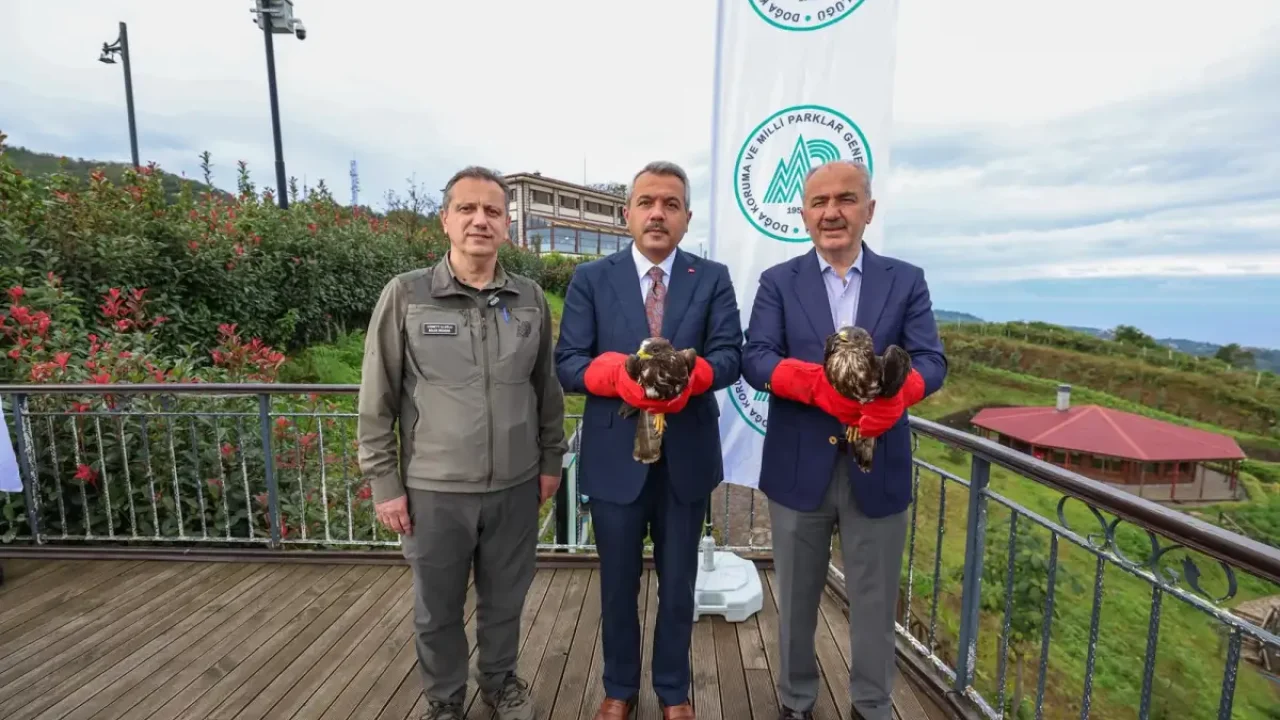 Yaralı arı şahinleri Rize’de doğaya salındı