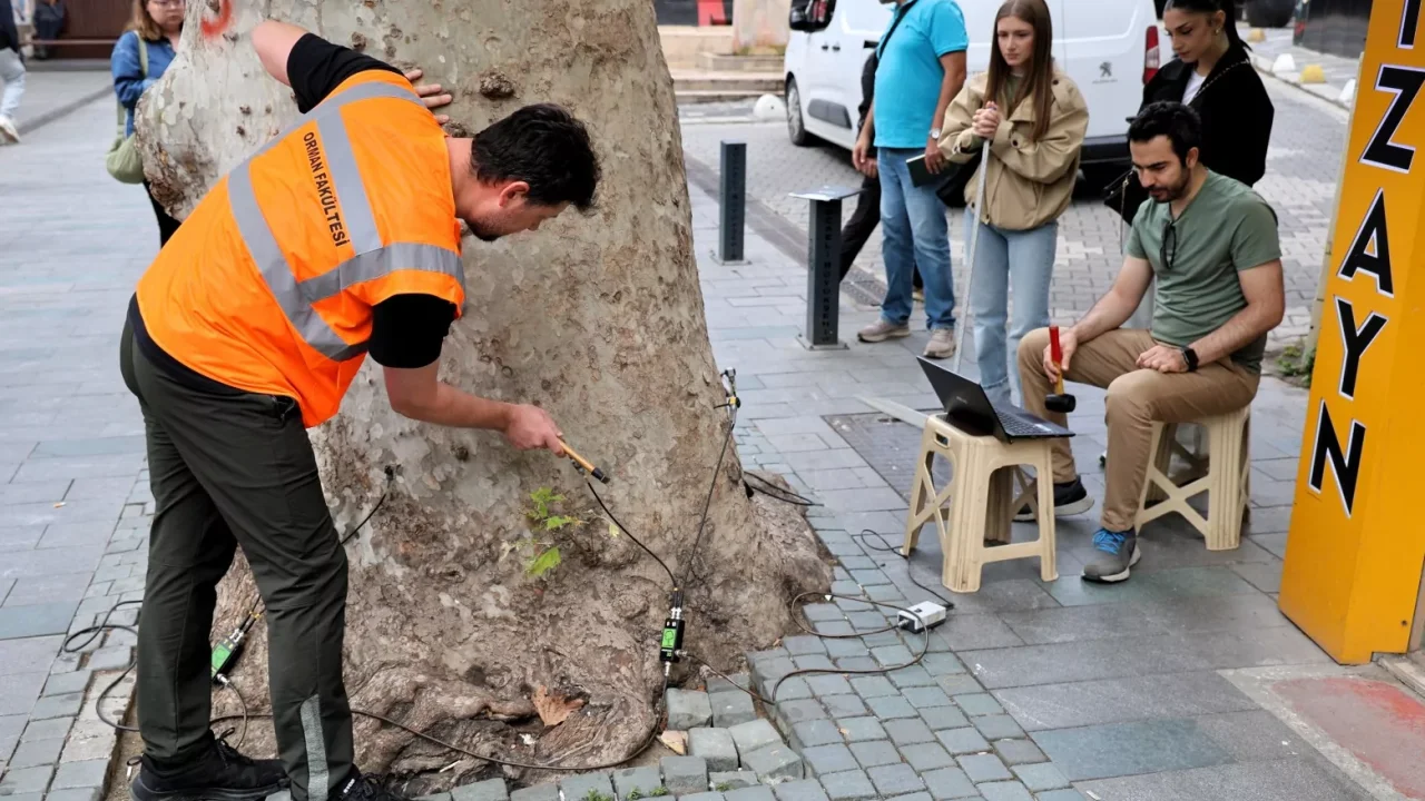 Asırlık Ağaçlar Tomografiyle Korunacak