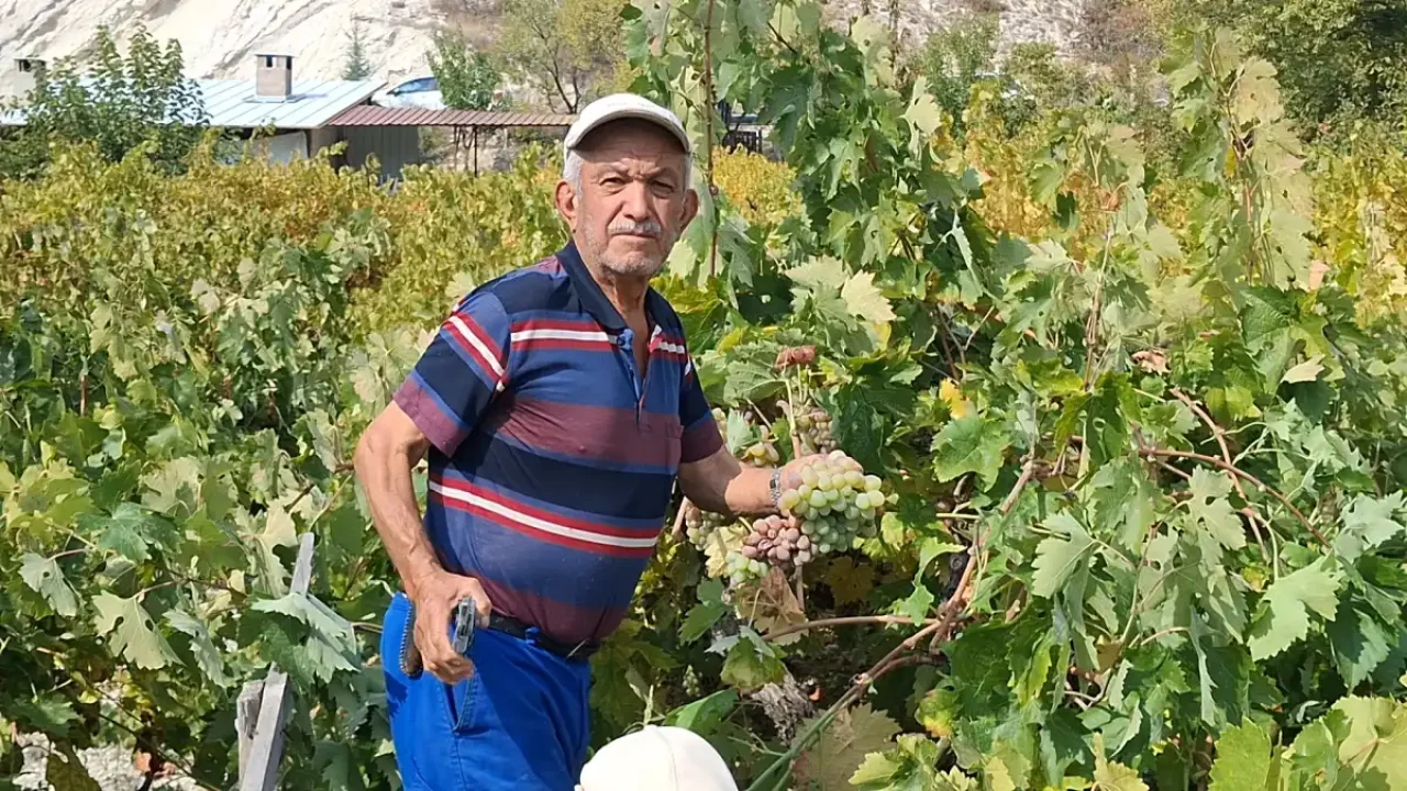 Beypazarı Başören’de bağ bozumu ve pekmez mesaisi