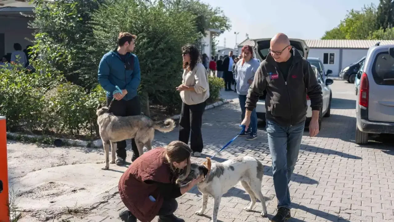İzmir Bornova'da 83 köpek sahiplendirildi