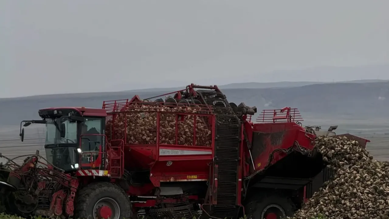 Kars Akyaka'da çiftçiler şeker pancarı başladı