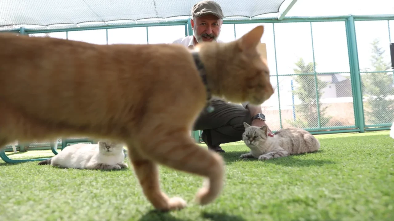 Kedi Kasabası Kayseri'de Yoğun İlgi Görüyor