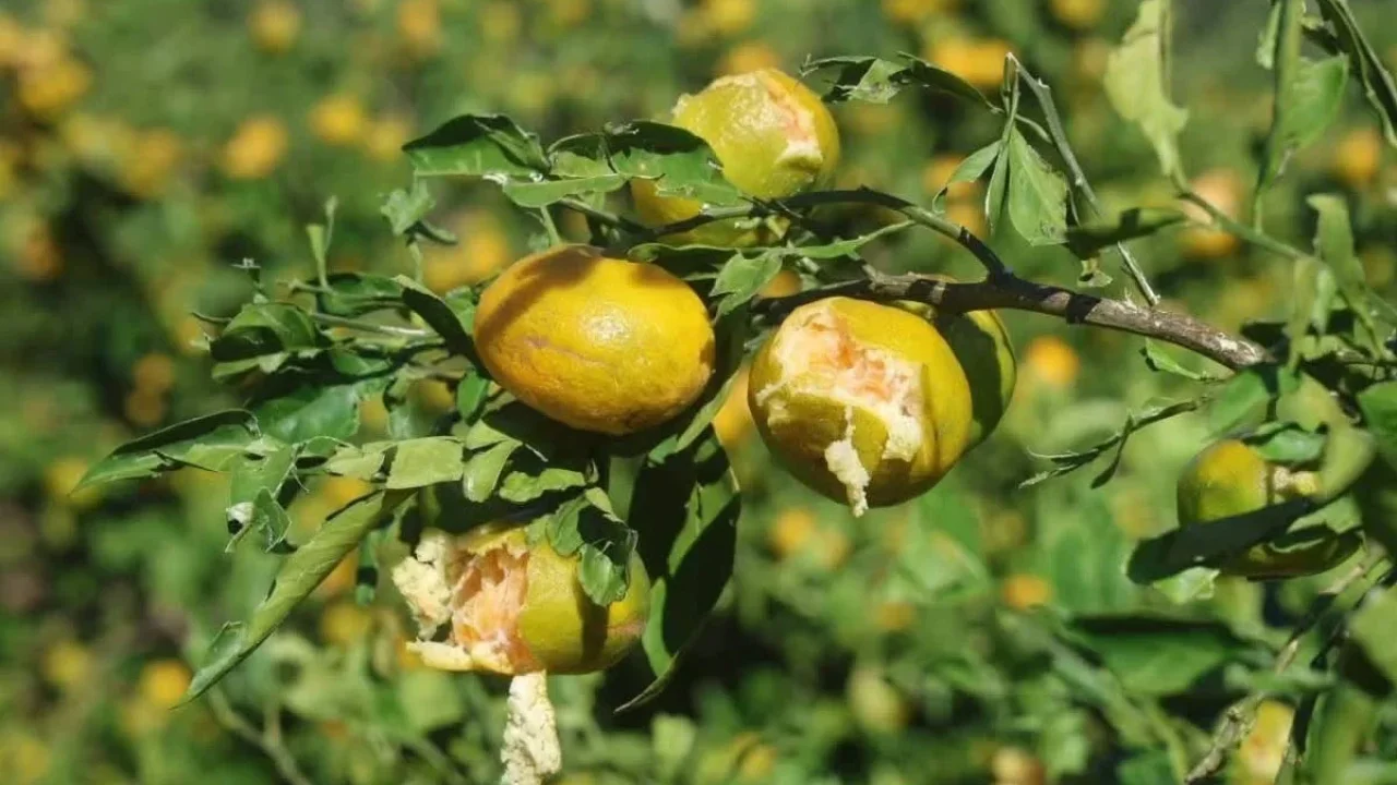 Mandalina üreticileri fırtınadan zarar gördü