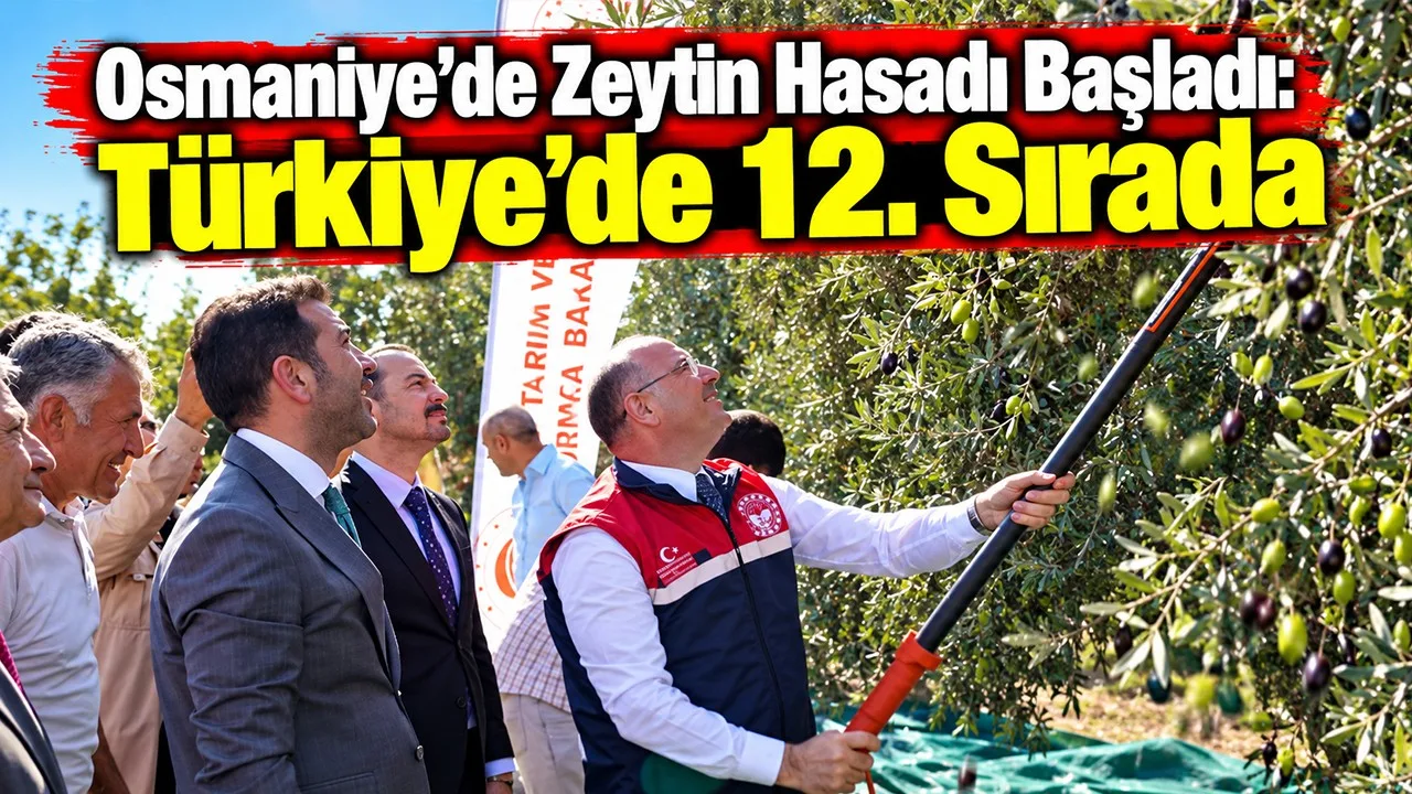Osmaniye’de Zeytin Hasadı Başladı: Türkiye’de 12. Sırada