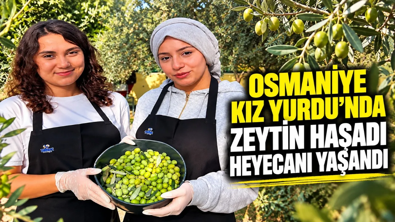 Osmaniye Kız Yurdu’nda Zeytin Hasadı Heyecanı Yaşandı