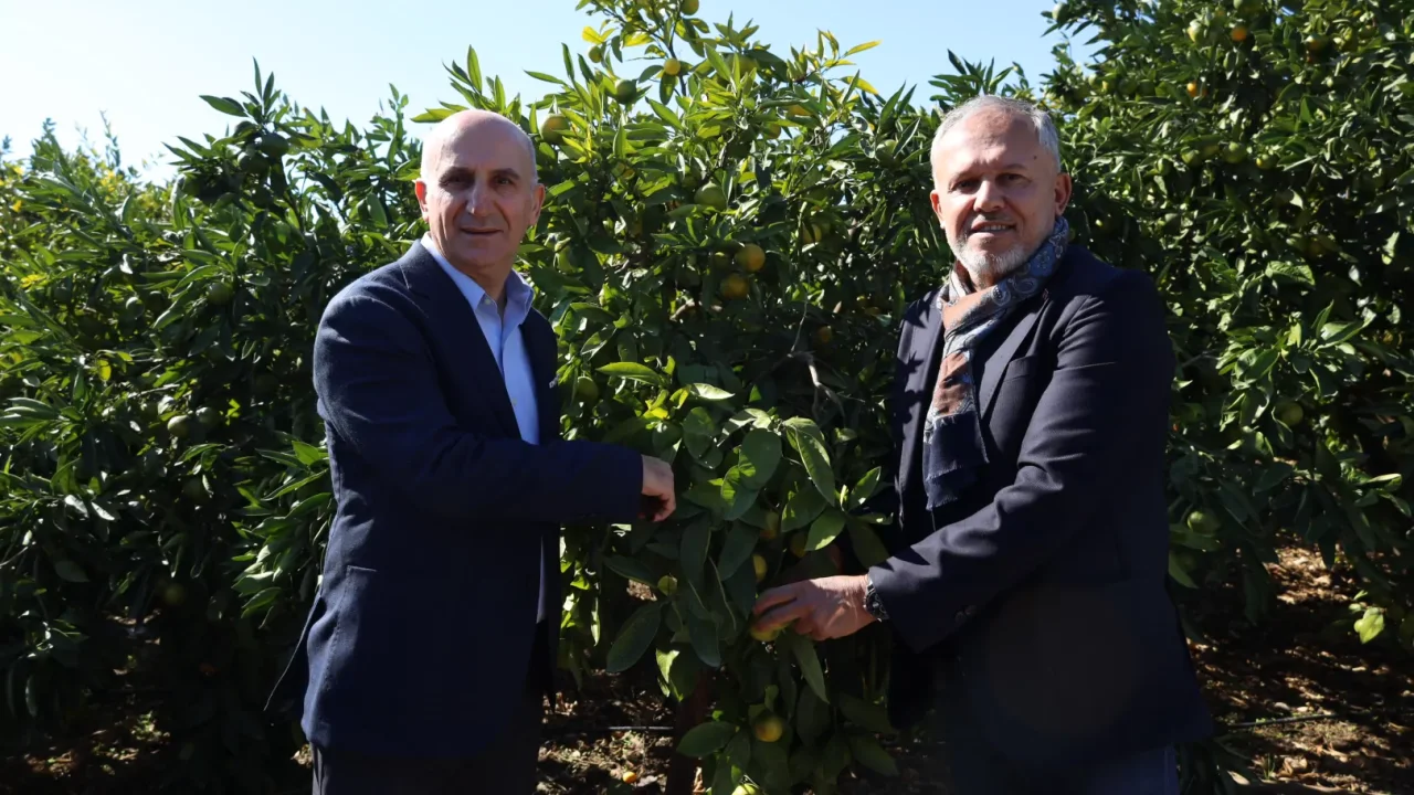 Satsuma Mandalinanın İhracat Yolculuğu Başladı
