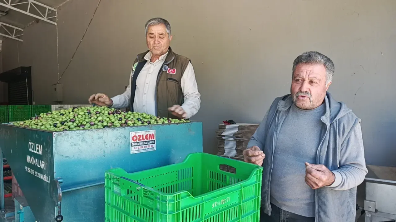 Zeytin üreticileri artan maliyetlerle zorlanıyor