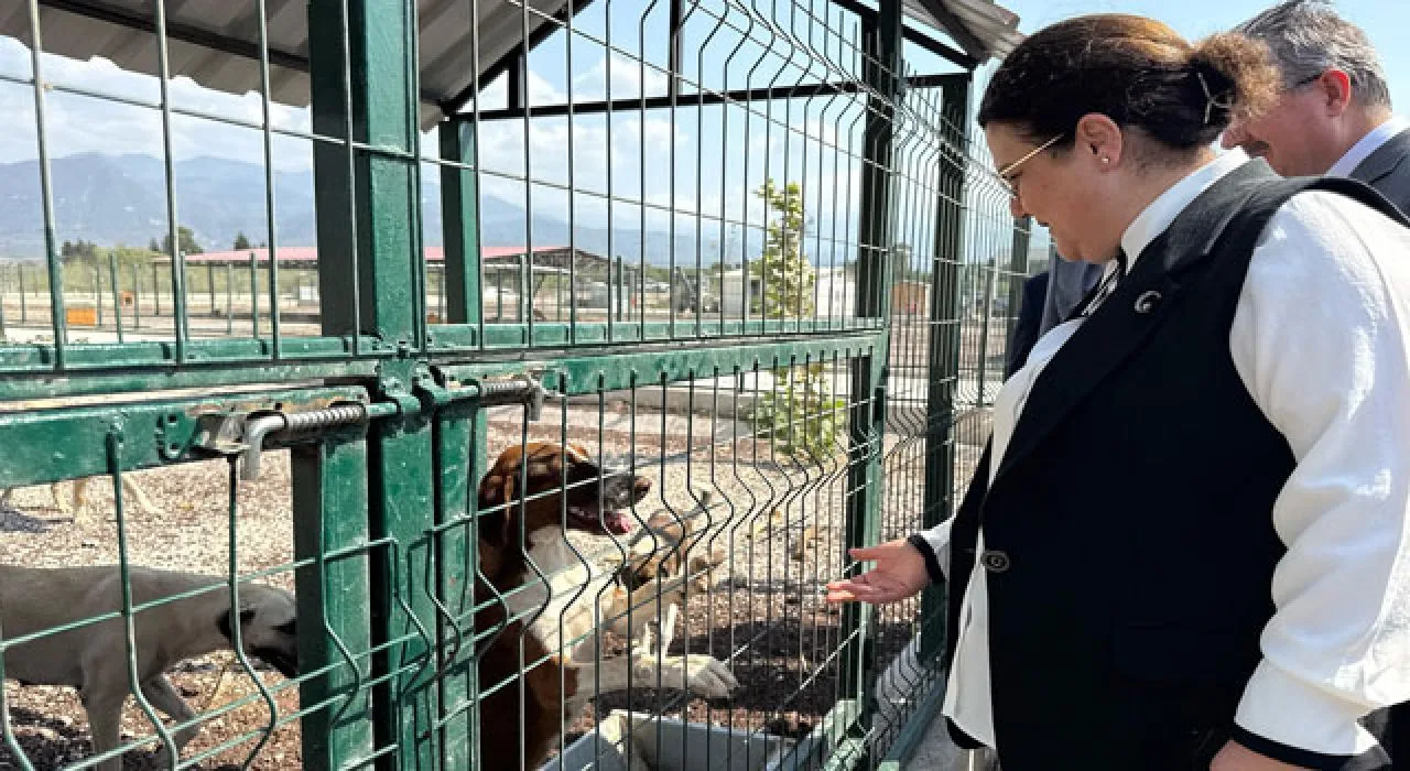 Osmaniye’de Sokak Hayvanlarına Güvenli Yuva