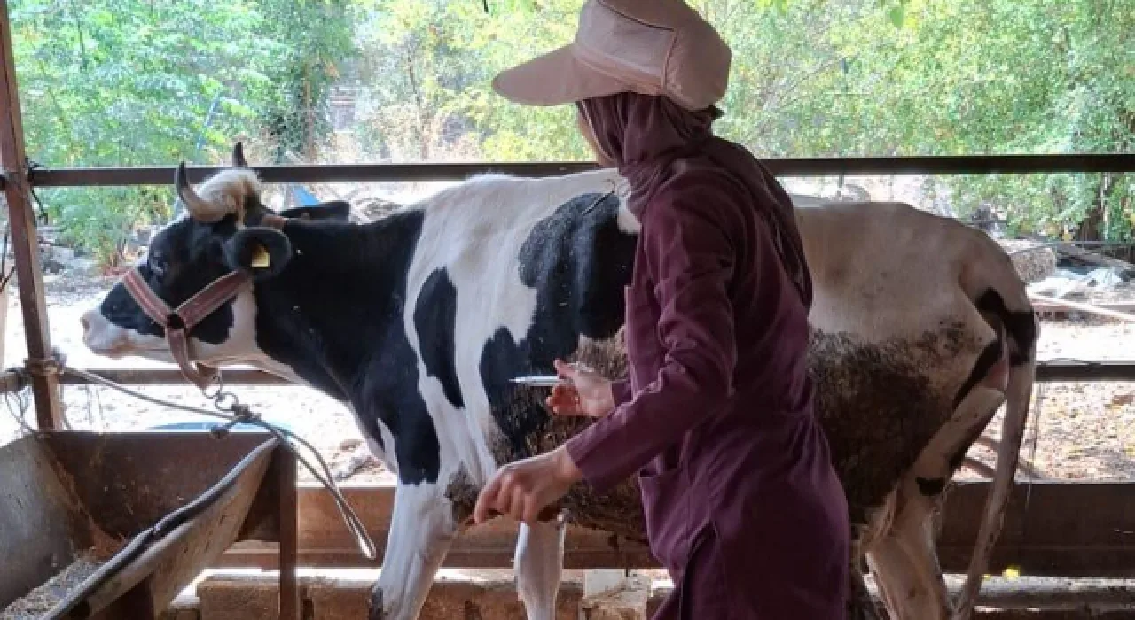 Osmaniye’de Şap Hastalığına Karşı Aşılama Başladı