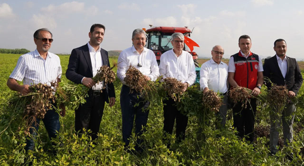 Osmaniye’de Yer Fıstığı Hasadı Coşkuyla Başladı