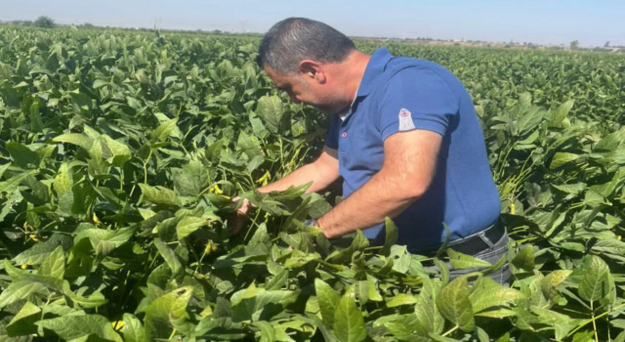 Osmaniye Tarım Müdürlüğü Soya Tohumu Üretimini Artırıyor