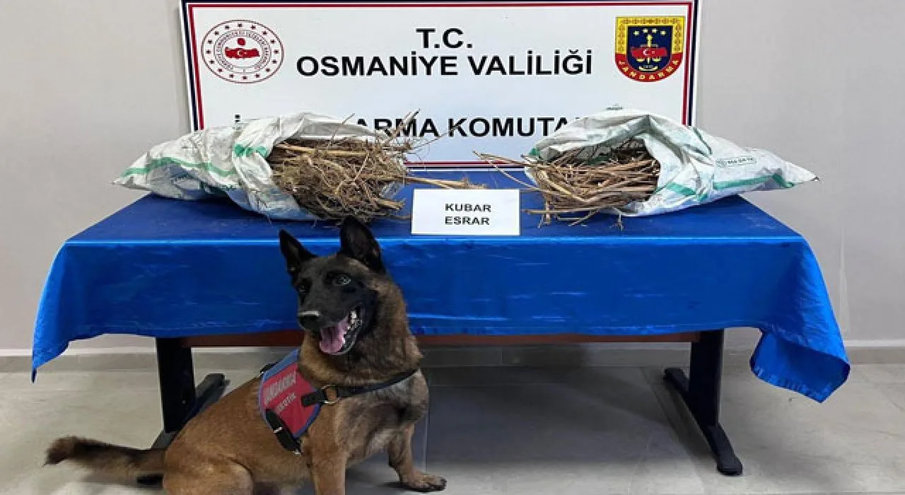Osmaniye Dahil 74 İlde Uyuşturucu Baskını
