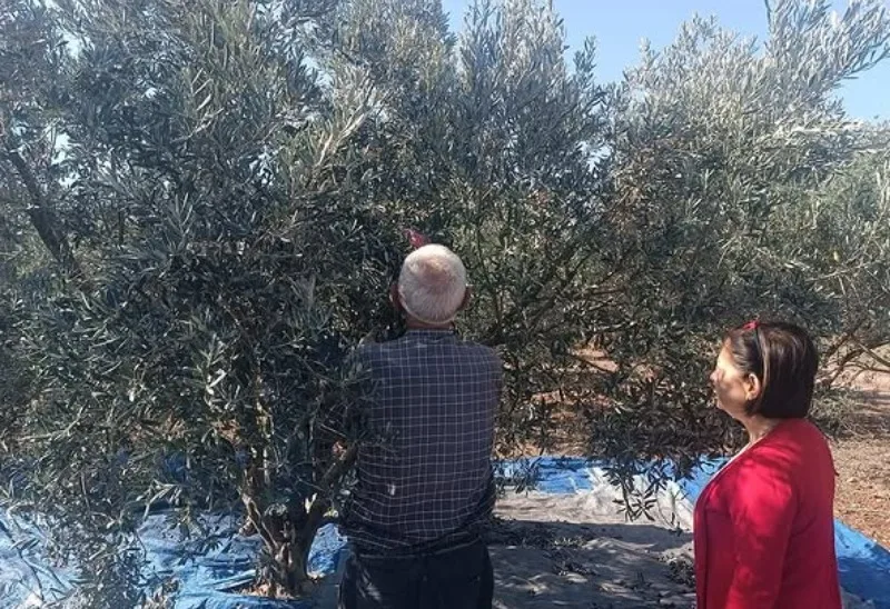 Toprakkale’de Zeytin Hasadı Bereketle Sürüyor Toprakkale’de Zeytin Hasadı Bereketle Sürüyor