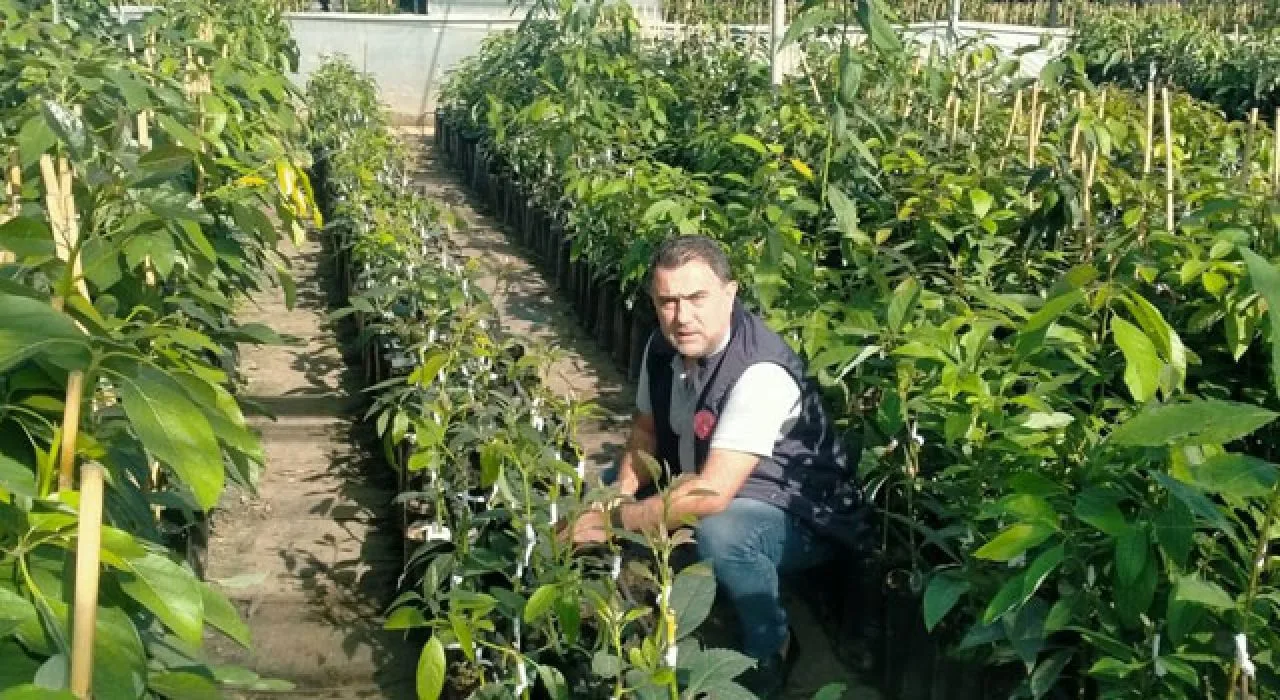 Osmaniye’de 6 Çeşit Avokado Fidanı Yetiştirildi Osmaniye’de 6 Çeşit Avokado Fidanı Yetiştirildi